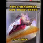 通博娛樂城-快訊-男大生下樓買宿舍販賣機　卻看到老鼠「鑽進機台」吃成饗食天堂