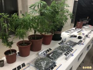通博娛樂城-博彩資訊-黑幫份子住處栽種大麻 被逮稱「只是想看看大麻成長狀況」