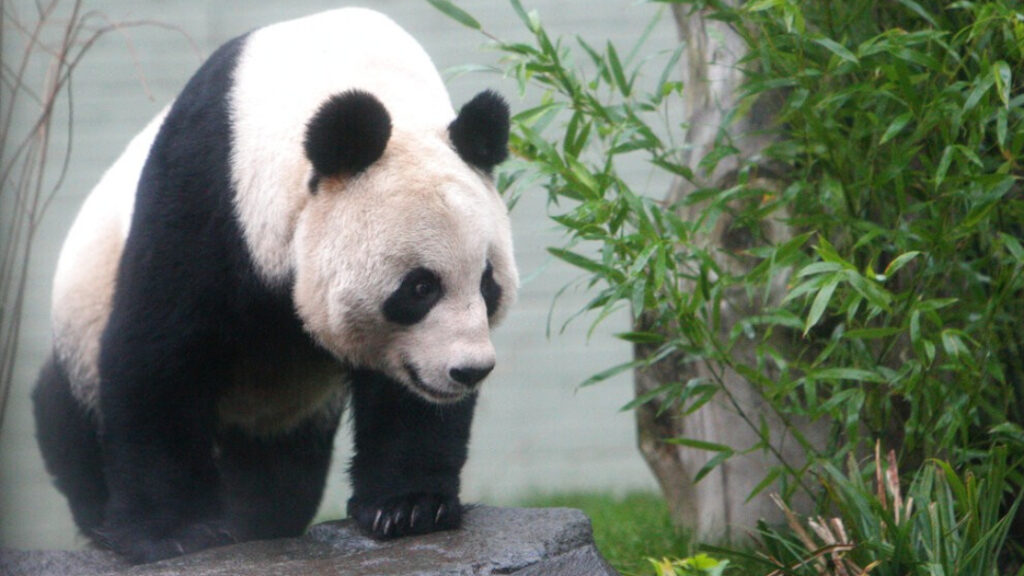 對大貓熊12月初返回中國