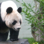 通博娛樂城-時事新聞-英國唯一一對大貓熊12月初返回中國