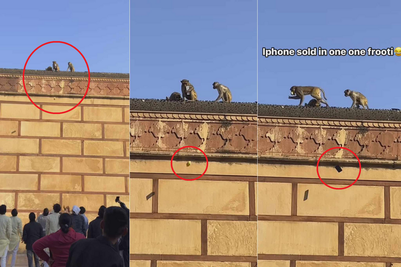 通博娛樂城-即時新聞-iPhone突遭印度猴子劫持！ 遊客最後靠「以物易物」成功換回