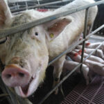 通博娛樂城-即時新聞-國家科研經費都給豬吃了！中國教授被爆80億天價飼料餵豬