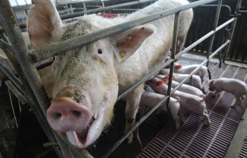 通博娛樂城-即時新聞-國家科研經費都給豬吃了！中國教授被爆80億天價飼料餵豬