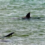通博娛樂城-通博-🦈 驚險一瞬間！佛州衝浪客遭鯊魚攻擊，今年第2起案例，海灘安全警報再響！ ⚠️