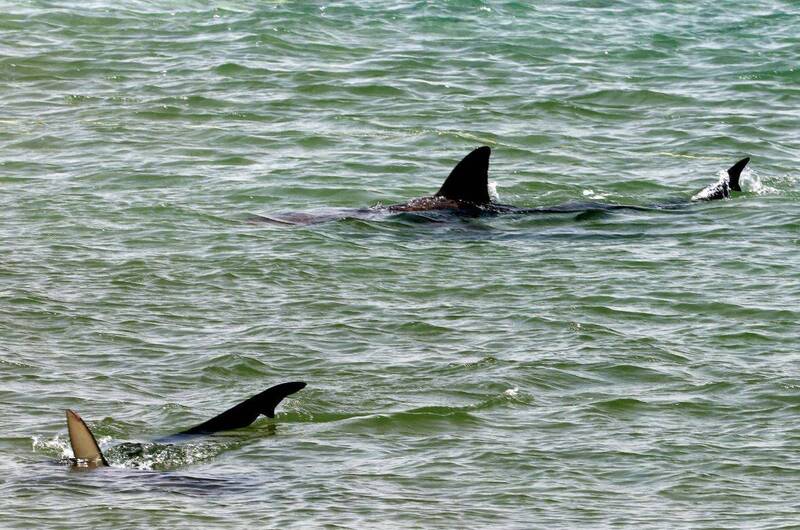 通博娛樂城-通博-🦈 驚險一瞬間!佛州衝浪客遭鯊魚攻擊,今年第2起案例,海灘安全警報再響! ⚠️