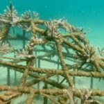 通博娛樂城-國際資訊-🐬生態旅遊新篇章！澎湖望安超狂計畫，打造永續觀光新典範！守護海洋，從你我做起！💙