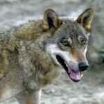 通博娛樂城-國際資訊-【世紀混種】太罕見！希臘證實「傳說狼犬」真的存在！DNA首度揭露野狼基因