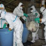 通博娛樂城-國際新聞-恐怖瘟疫擴散！日本禽流感從北到南失控！新潟養雞場「63萬隻雞」將遭活埋！