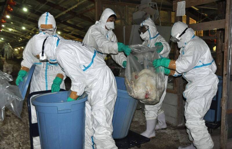 通博娛樂城-國際新聞-恐怖瘟疫擴散！日本禽流感從北到南失控！新潟養雞場「63萬隻雞」將遭活埋！