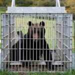 通博娛樂城-國際新聞-殺紅眼了！秋田熊襲擊太猛烈！日本自衛隊「緊急出動」！開始對付巨熊！