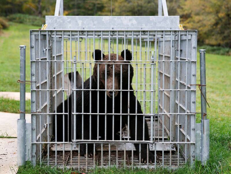 通博娛樂城-國際新聞-殺紅眼了！秋田熊襲擊太猛烈！日本自衛隊「緊急出動」！開始對付巨熊！