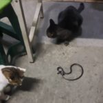 通博娛樂城-國際新聞-【超狂神獸！】台中派出所上演「貓的報恩」！牠靠抓蛇滅鼠「換取飼料」！比警察還盡責！