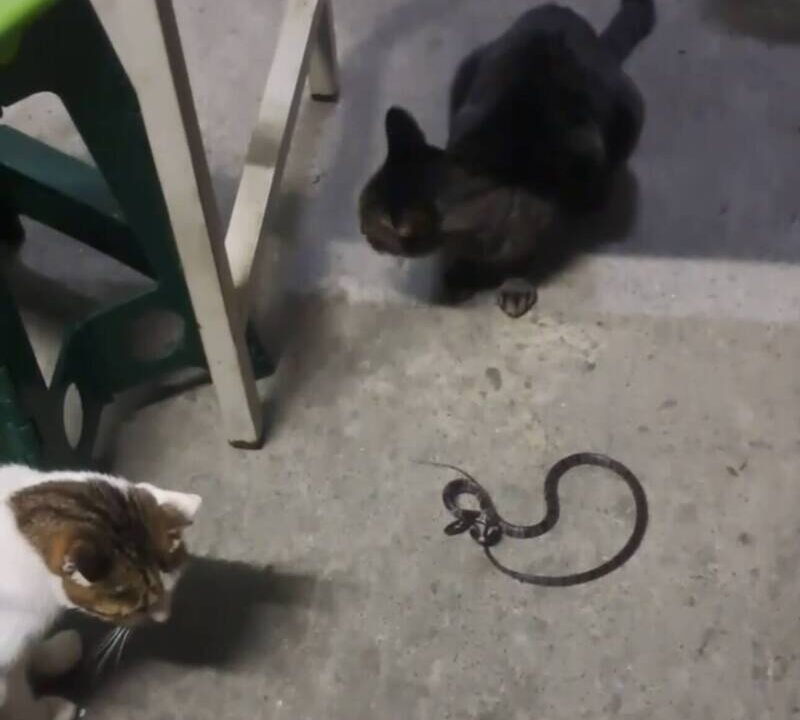 通博娛樂城-國際新聞-【超狂神獸！】台中派出所上演「貓的報恩」！牠靠抓蛇滅鼠「換取飼料」！比警察還盡責！