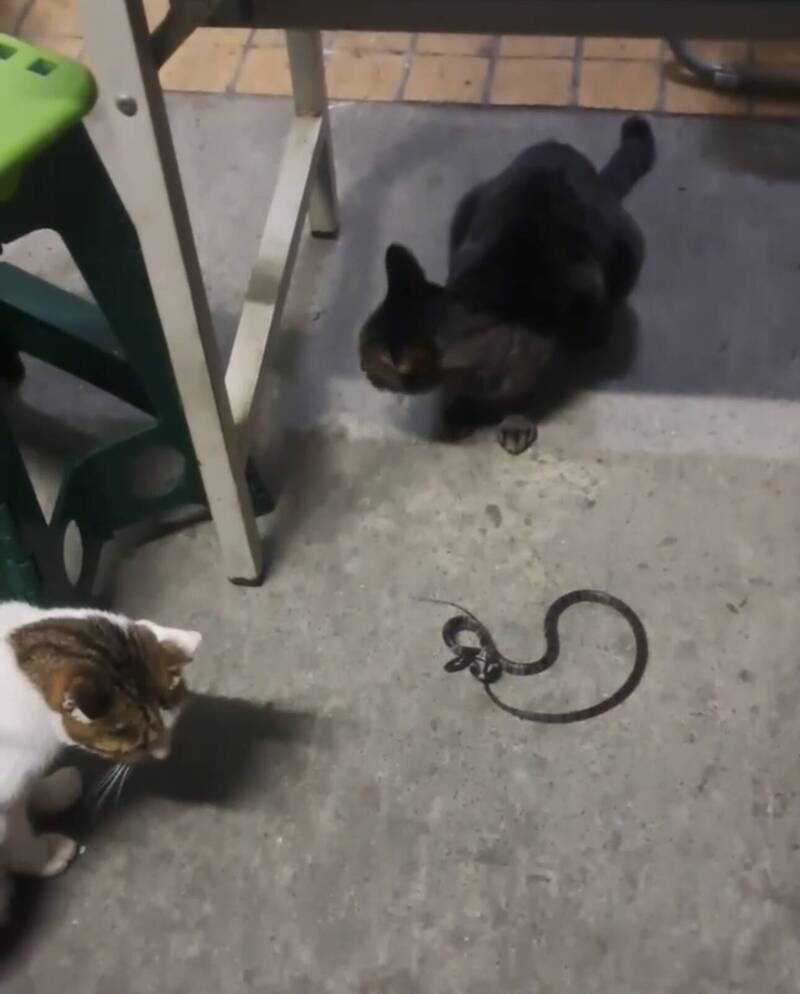 通博娛樂城-國際新聞-【超狂神獸!】台中派出所上演「貓的報恩」!牠靠抓蛇滅鼠「換取飼料」!比警察還盡責!