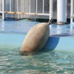 通博娛樂城-國際新聞-【真相大白！】肥嫩海豹「撞臉」什麼？日網友吃飯驚見「這個食物」！爆笑相似度震撼全球！