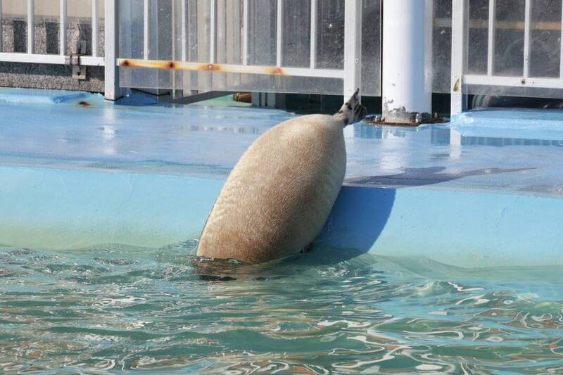 通博娛樂城-國際新聞-【真相大白！】肥嫩海豹「撞臉」什麼？日網友吃飯驚見「這個食物」！爆笑相似度震撼全球！