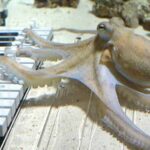 通博娛樂城-國際新聞-【超自然天賦!】瑞典音樂家「瘋狂教學」!竟教會章魚彈鋼琴!琴技驚豔560萬人:智商碾壓人類?