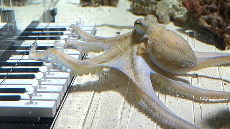 通博娛樂城-國際新聞-【超自然天賦！】瑞典音樂家「瘋狂教學」！竟教會章魚彈鋼琴！琴技驚豔560萬人：智商碾壓人類？