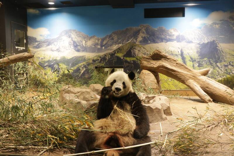 通博娛樂城-國際新聞-騙術被拆穿！ 假藉看貓熊赴日？日本影評遭台日網友聯手打臉，議員揭穿「親中」真面目！