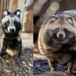 這根本是詐騙！日本小狸貓「恐怖大變身」對比照瘋傳，網崩潰：這中間到底發生了什麼事？