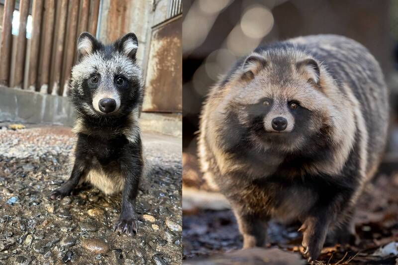 這根本是詐騙！日本小狸貓「恐怖大變身」對比照瘋傳，網崩潰：這中間到底發生了什麼事？