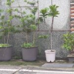 快去廚房拿！盆栽快枯死別丟，只要「吸管＋這調味料」奇蹟起死回生，園藝專家都不說的黑科技！