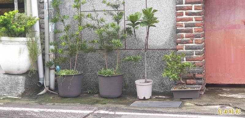 快去廚房拿！盆栽快枯死別丟，只要「吸管＋這調味料」奇蹟起死回生，園藝專家都不說的黑科技！