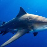 【血染雪梨港】 12歲男孩慘遭鯊魚瘋狂撕咬！與死神肉搏現場曝光，澳洲全境陷入恐慌