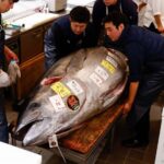 通博娛樂城-國際新聞-一尾魚抵一棟豪宅！東京豐洲市場「上億鮪魚」再現 破紀錄天價全場沸騰