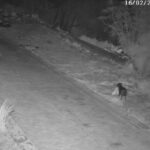 太無恥！西西里男竟教愛犬「幫忙丟垃圾」，自以為神不知鬼不覺...全被電眼抓包！