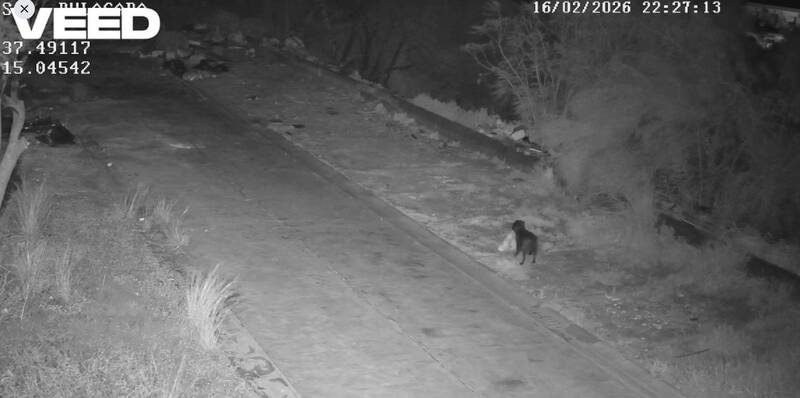 太無恥！西西里男竟教愛犬「幫忙丟垃圾」，自以為神不知鬼不覺…全被電眼抓包！