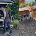 名店崩壞!張美阿嬤兒爆「殘害動物」 農場慘遭網民血洗負評改名!