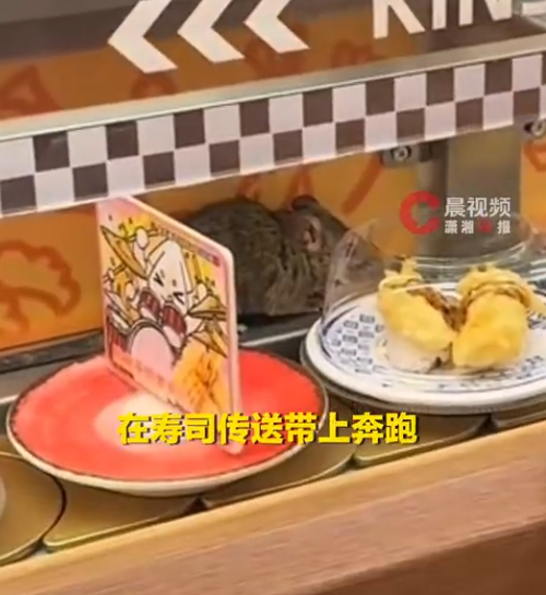 地獄級廚師出巡！壽司名店驚見「巨鼠衝上迴轉台」，食客尖叫奪門而逃！
