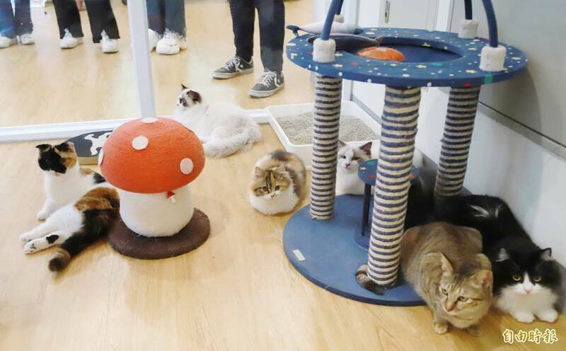 【統治權易位】狗狗失寵了？全台「貓派大軍」驚人暴增 33% 破 174 萬隻，正式宣告貓咪統治時代降臨！