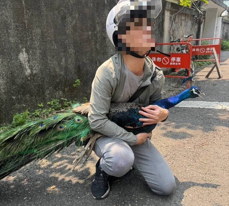 台北街頭驚見奇觀！孔雀現身馬路「逛大街」，熱心民眾神勇「抱緊處理」網笑翻