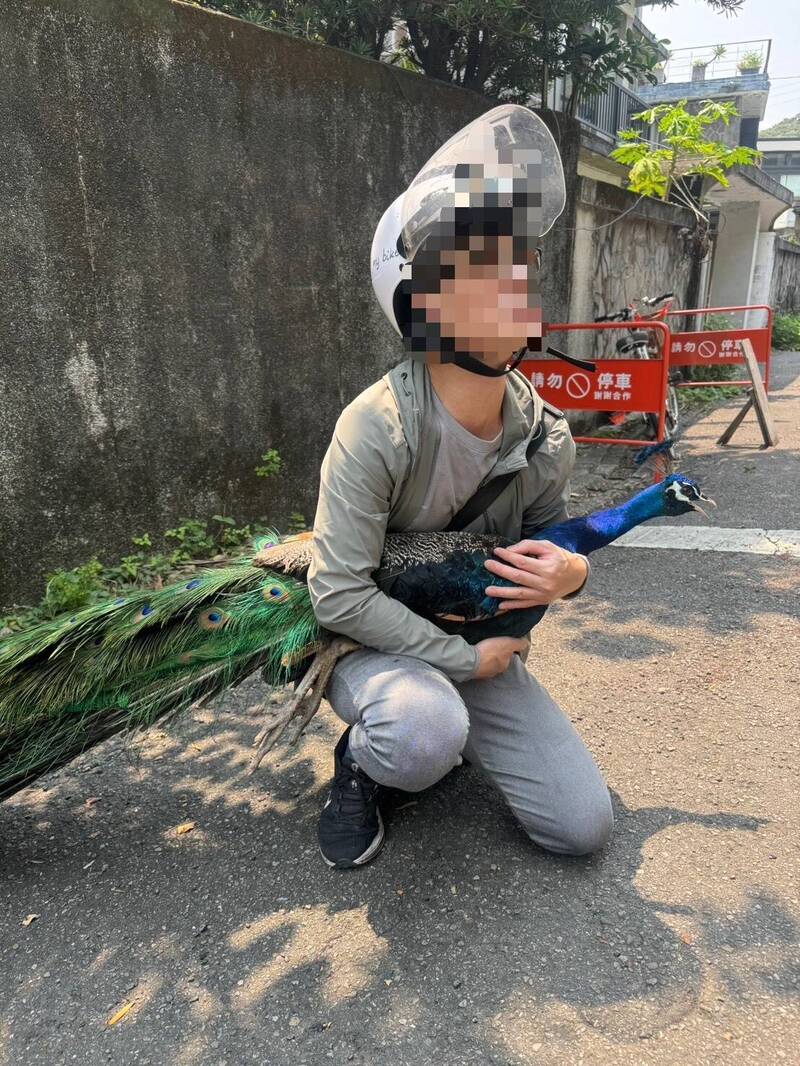 台北街頭驚見奇觀！孔雀現身馬路「逛大街」，熱心民眾神勇「抱緊處理」網笑翻