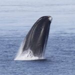 解開長生不老密碼！活200年竟「終生免疫癌症」 科學家驚見鯨魚逆天DNA