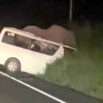 死亡車禍!烏干達轎車高速撞擊大象,慘釀3死4傷驚魂!