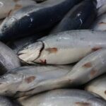 【食安大騙局】拿廉價虹鱒當鮭魚賣?中國餐廳狠宰消費者,憤怒食客集體提告:別拿假貨餵我!