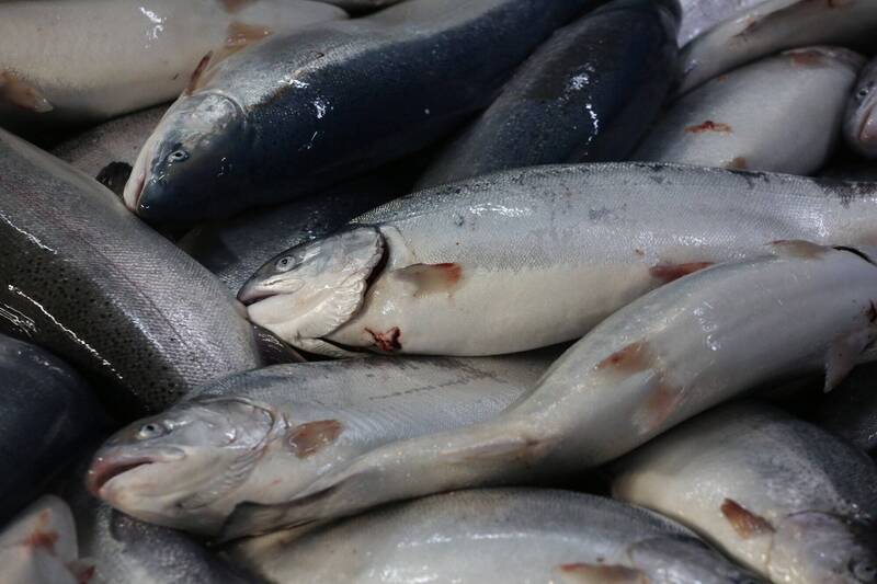 通博娛樂城-國際新聞-【食安大騙局】拿廉價虹鱒當鮭魚賣?中國餐廳狠宰消費者,憤怒食客集體提告:別拿假貨餵我!