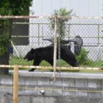 【野獸攻陷城市】全城戒備！日本宇都宮驚傳 40 多起「巨熊瘋狂出沒」恐怖事件， 94 間中小學被迫全面停課！