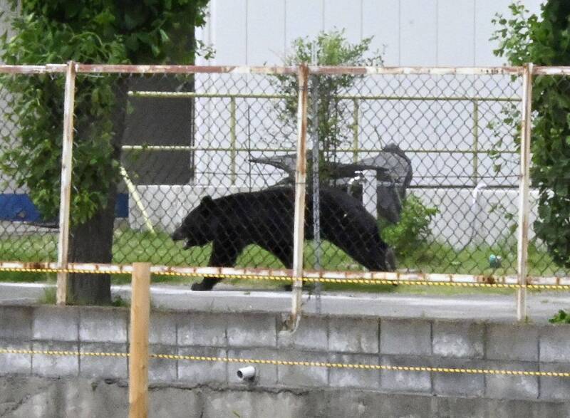 【野獸攻陷城市】全城戒備！日本宇都宮驚傳 40 多起「巨熊瘋狂出沒」恐怖事件， 94 間中小學被迫全面停課！