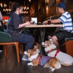 【衛生安全引爆大戰】香港首開「寵物友善餐廳」引爆萬人論戰!連鎖巨頭憂安全首日開槍退出