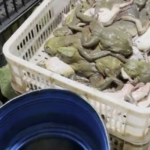 餐桌上的致癌毒物!中國食用牛蛙爆驗出「強效致癌抗生素」 黑心業者囂張嗆:官府檢查隨便弄弄就好!