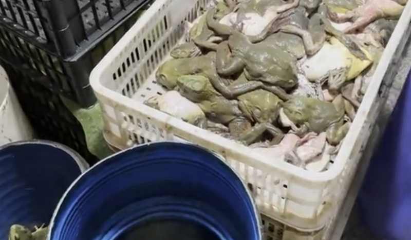 餐桌上的致癌毒物！中國食用牛蛙爆驗出「強效致癌抗生素」 黑心業者囂張嗆：官府檢查隨便弄弄就好！