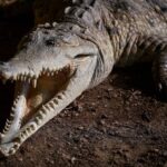 把監獄變地獄？引進鱷魚「瘋狂咬嚇囚犯」計畫遭強制喊卡 原因竟然是：怕影響動物福利！