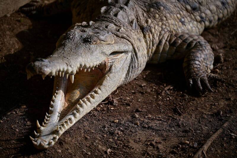 把監獄變地獄？引進鱷魚「瘋狂咬嚇囚犯」計畫遭強制喊卡 原因竟然是：怕影響動物福利！