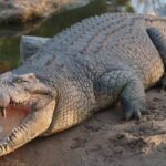 地獄巨獸全面出沒!大馬砂拉越州爆發食人鱷魚狂潮 今年狠咬「慘奪5人命」!