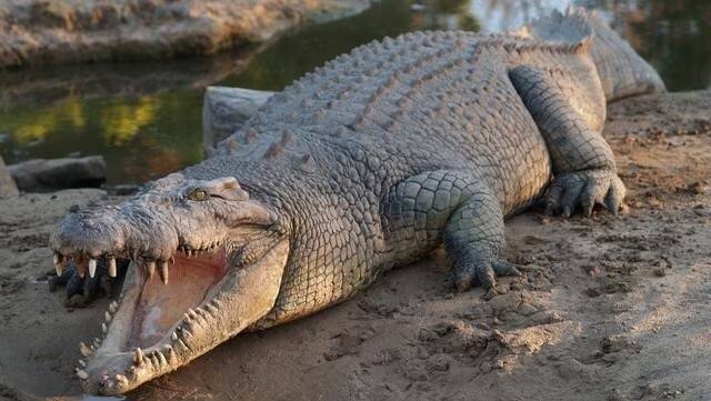 地獄巨獸全面出沒！大馬砂拉越州爆發食人鱷魚狂潮 今年狠咬「慘奪5人命」！
