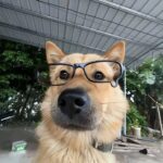 千萬台粉全碎心!中國網紅名犬「彪哥」慘遭狠心投毒身亡 飼主慟喊:已報警
